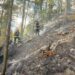 Incendiu de proporții într-o pădure din Marginea! Flăcările au cuprins aproximativ 15 hectare. Peste 100 de pompieri, silvicultori și voluntari s-au luptat cu focul. Intervenția a continuat și pe timpul nopții