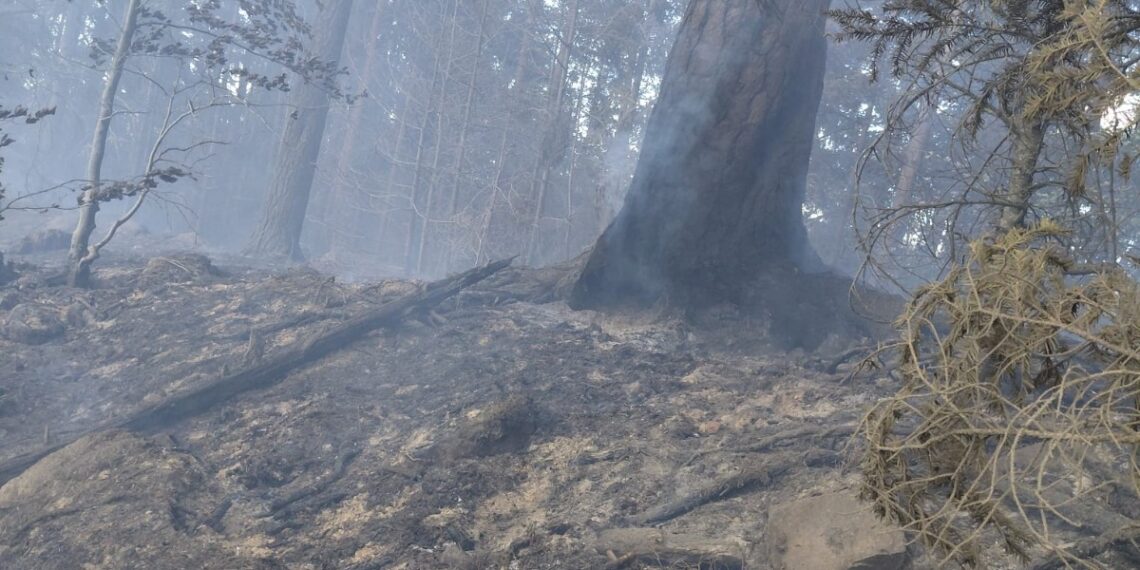 Incendiu de proporții într-o pădure din Marginea! Flăcările au cuprins aproximativ 15 hectare. Peste 100 de pompieri, silvicultori și voluntari s-au luptat cu focul. Intervenția a continuat și pe timpul nopții