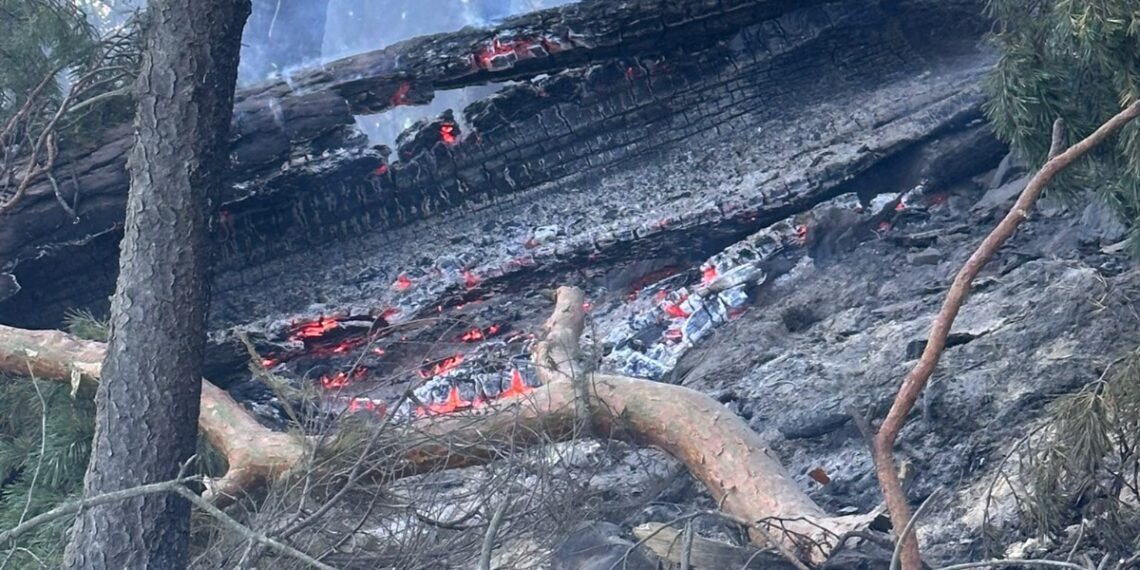 Incendiu de proporții într-o pădure din Marginea! Flăcările au cuprins aproximativ 15 hectare. Peste 100 de pompieri, silvicultori și voluntari s-au luptat cu focul. Intervenția a continuat și pe timpul nopții