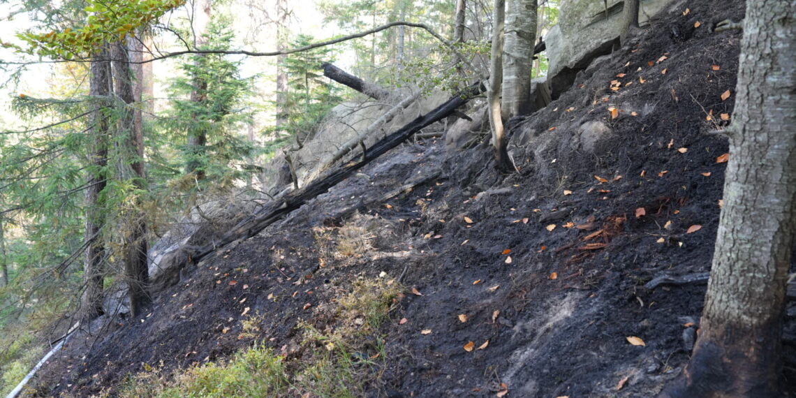 A treia zi de luptă cu incendiul din pădurea de la Marginea! Focul continuă să ardă sub pământ, alimentat de turbă. Aproximativ 15 hectare au fost afectate, iar pompierii răscolesc și inundă solul pentru a stinge focarele ascunse