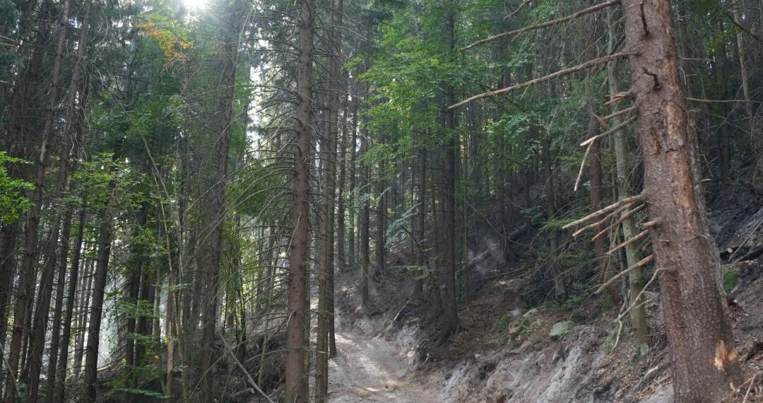 A treia zi de luptă cu incendiul din pădurea de la Marginea! Focul continuă să ardă sub pământ, alimentat de turbă. Aproximativ 15 hectare au fost afectate, iar pompierii răscolesc și inundă solul pentru a stinge focarele ascunse