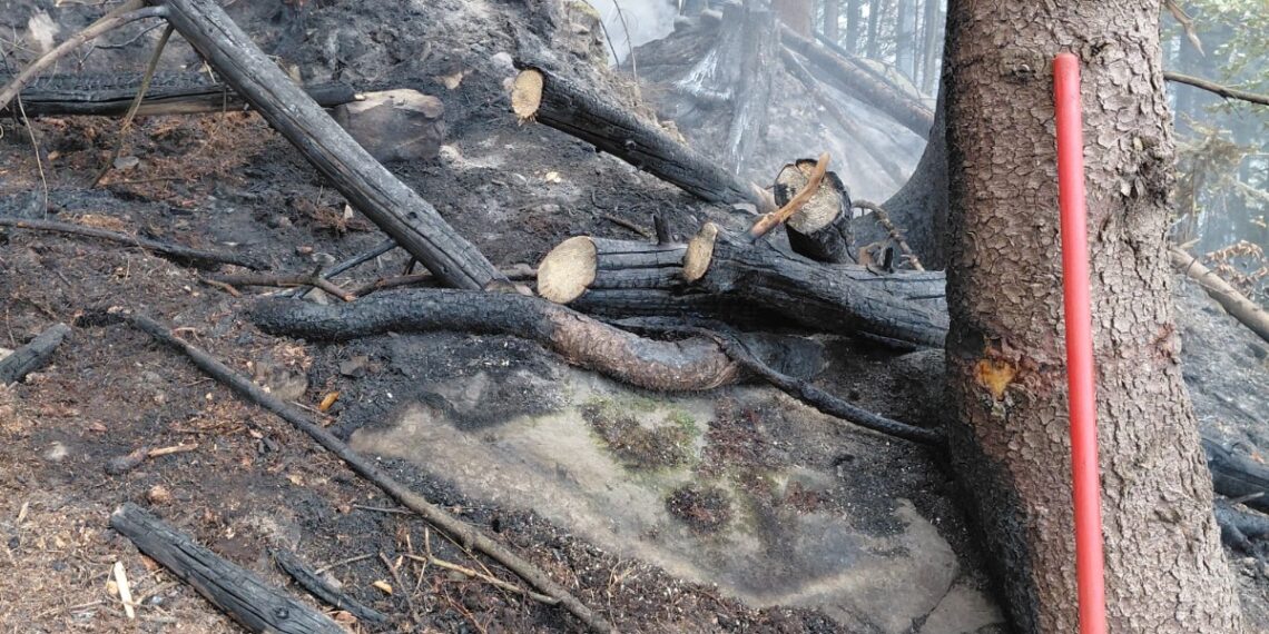 Incendiu de proporții într-o pădure din Marginea! Flăcările au cuprins aproximativ 15 hectare. Peste 100 de pompieri, silvicultori și voluntari s-au luptat cu focul. Intervenția a continuat și pe timpul nopții
