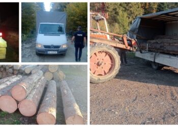 Ghinionul s-a abătut peste micii transportatori de lemne fără acte din zona Rădăuți! În doar câteva ore, polițiștii au prins cinci autoutilitare cu peste 12 metri cubi de lemn fără acte. Au împărțit amenzi și au confiscat marfa