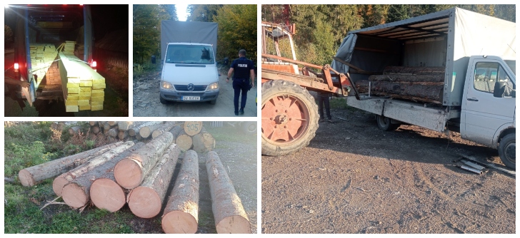 Ghinionul s-a abătut peste micii transportatori de lemne fără acte din zona Rădăuți! În doar câteva ore, polițiștii au prins cinci autoutilitare cu peste 12 metri cubi de lemn fără acte. Au împărțit amenzi și au confiscat marfa