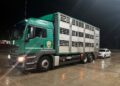 Ba îi omorâm, ba îi trimitem acasă! ”Profesioniștii” nehotărâți de la DSVSA Suceava au decis să omoare porcii opriți la Dărmănești, apoi i-au trimis înapoi de unde au venit. Firma care deținea cei 62 de porci, amendată cu 12.000 de lei, ripostează