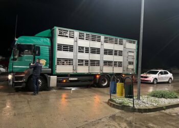 Ba îi omorâm, ba îi trimitem acasă! ”Profesioniștii” nehotărâți de la DSVSA Suceava au decis să omoare porcii opriți la Dărmănești, apoi i-au trimis înapoi de unde au venit. Firma care deținea cei 62 de porci, amendată cu 12.000 de lei, ripostează