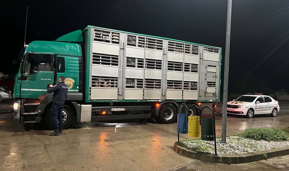 Ba îi omorâm, ba îi trimitem acasă! ”Profesioniștii” nehotărâți de la DSVSA Suceava au decis să omoare porcii opriți la Dărmănești, apoi i-au trimis înapoi de unde au venit. Firma care deținea cei 62 de porci, amendată cu 12.000 de lei, ripostează